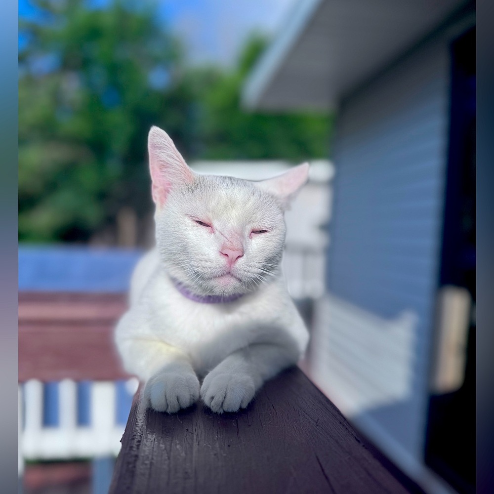 Meet your Posher, Carlos narciso